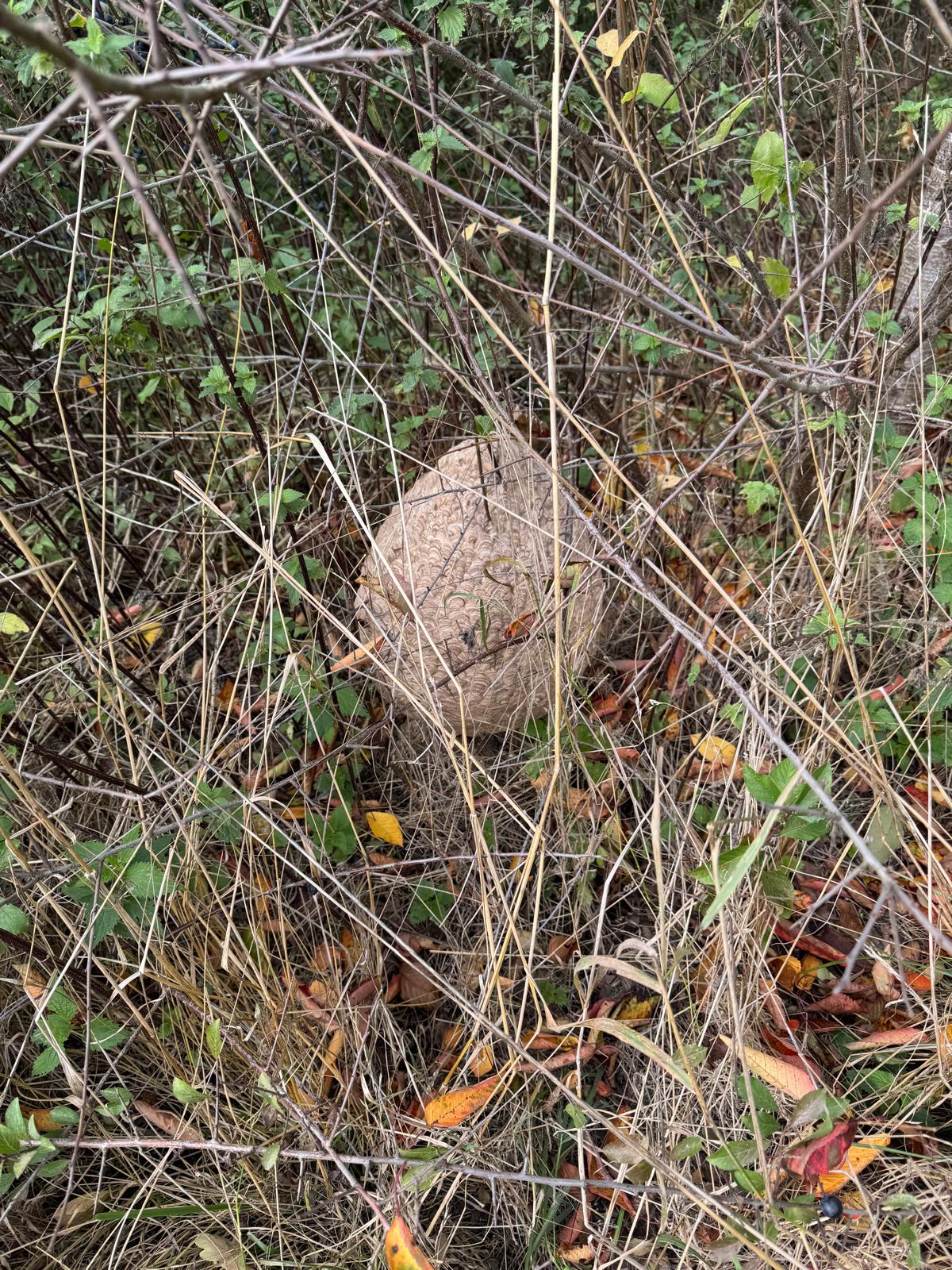 Nid de frelon asiatique au sol – sécurisation de la zone