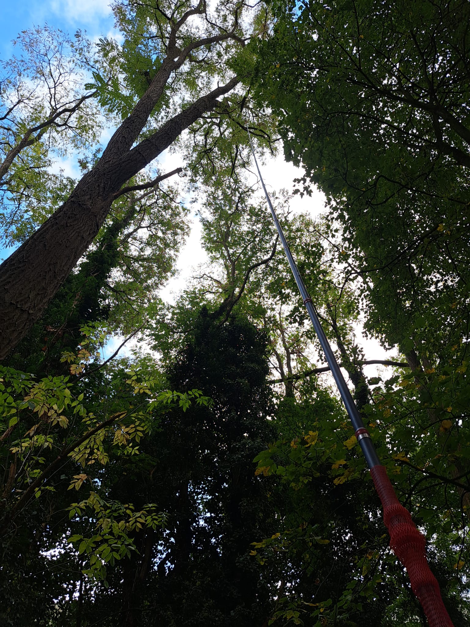 Traitement d’un nid en très grande hauteur – intervention sécurisée