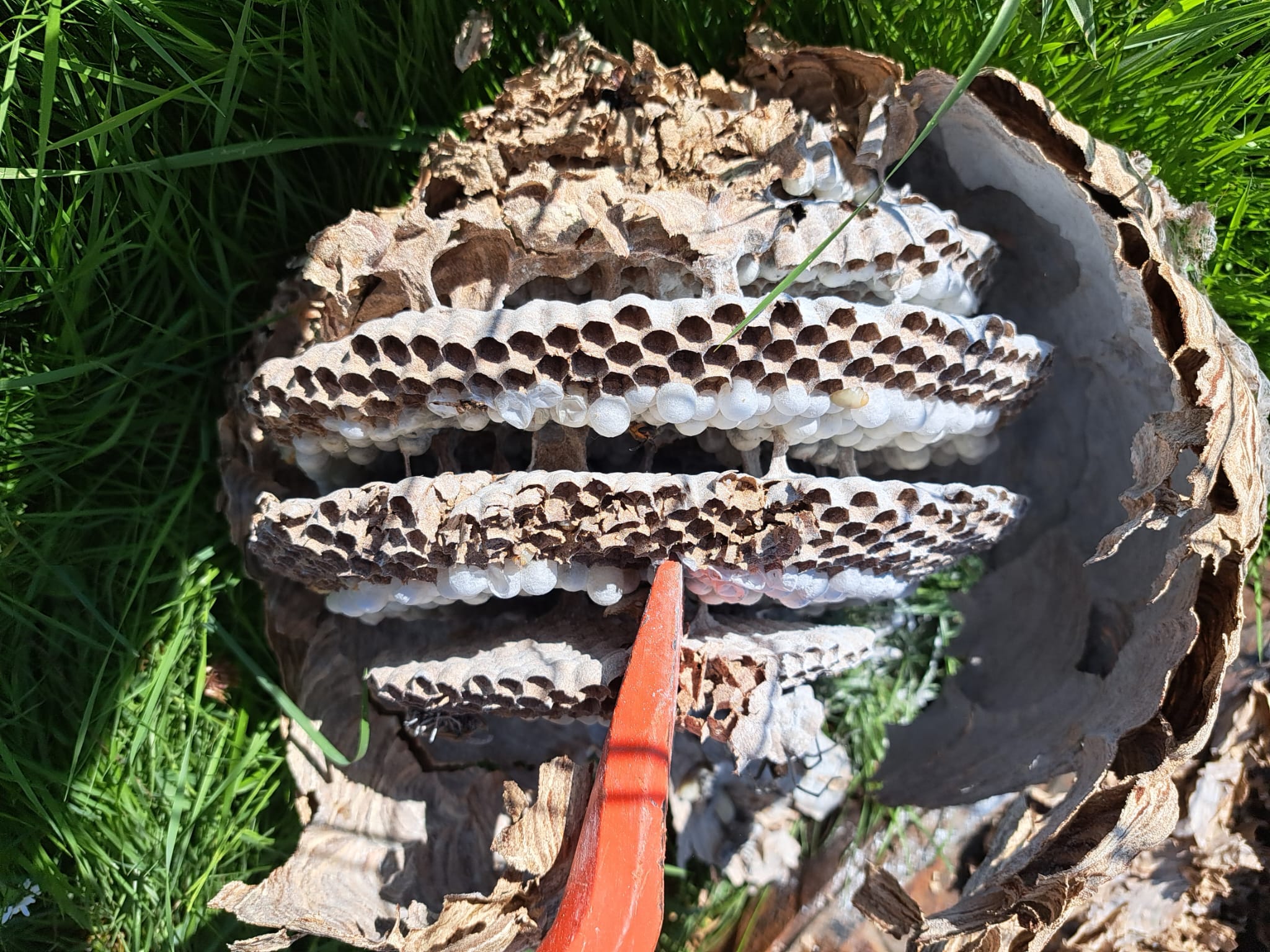 Dissection d’un nid – analyse après intervention