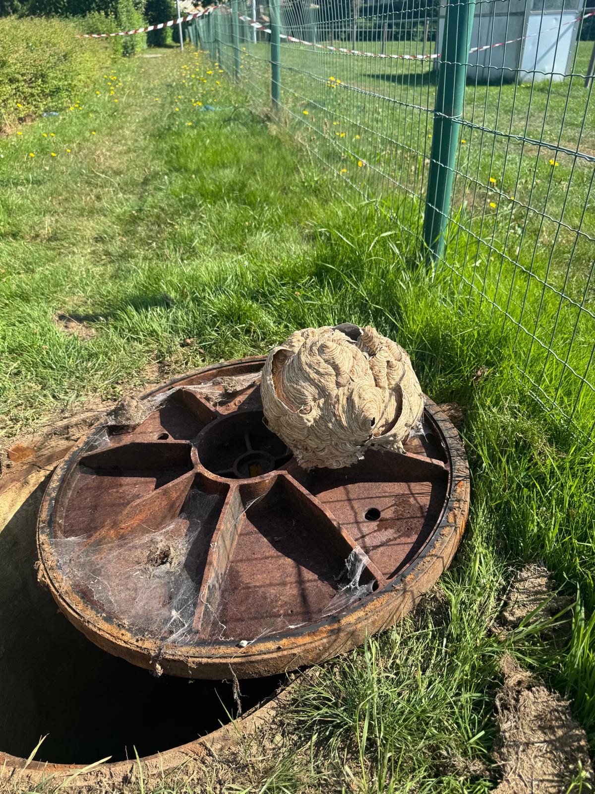 Nid sous une taque d’égout près d’un terrain de football